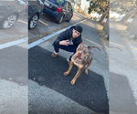 Small Photo #1 American Bully Puppy For Sale in BROCKTON, MA, USA