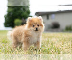 Small #4 Pomeranian