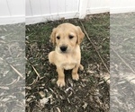 Small Photo #3 Golden Retriever Puppy For Sale in VESTA, MN, USA