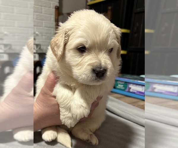 Medium Photo #12 Golden Pyrenees Puppy For Sale in ROSEMOUNT, MN, USA