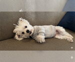 Small #4 Maltese Mix
