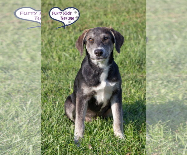 Medium Photo #3 Siberian Husky-Unknown Mix Puppy For Sale in Lee's Summit, MO, USA