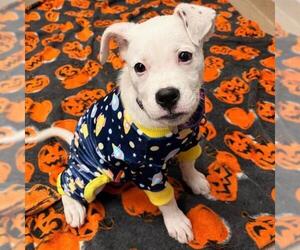 American Bulldog-Unknown Mix Dogs for adoption in Aurora, CO, USA