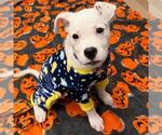 GHOUL - Female American Bulldog-Unknown Mix Dog for Adoption - Small photo