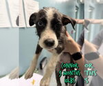 Small #2 Mutt