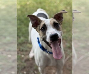 Lab-Pointer Dogs for adoption in Phoenix, AZ, USA