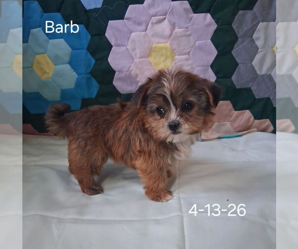 Medium Photo #1 Shorkie Tzu Puppy For Sale in MOUNT PLEASANT, MI, USA