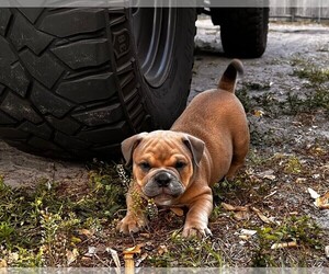American Bully Puppy for sale in SARASOTA, FL, USA