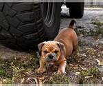 Small Photo #1 American Bully Puppy For Sale in SARASOTA, FL, USA