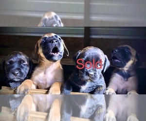 Mastiff Puppy for sale in BRANTLEY, AL, USA