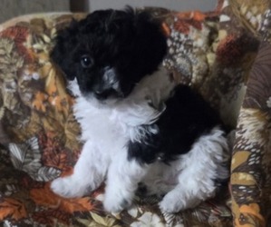 Poodle (Toy) Puppy for sale in SPOTSYLVANIA, VA, USA