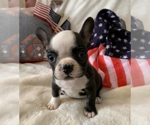 Medium Photo #19 French Bulldog Puppy For Sale in JOHNS ISLAND, SC, USA