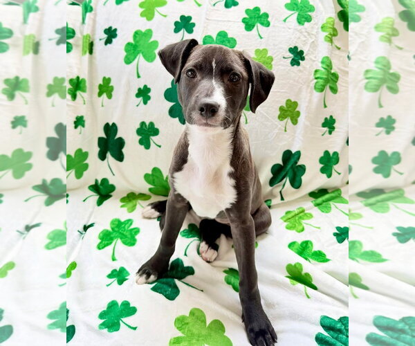 Medium Photo #12 Labrador Retriever-Unknown Mix Puppy For Sale in Plainfield, IL, USA