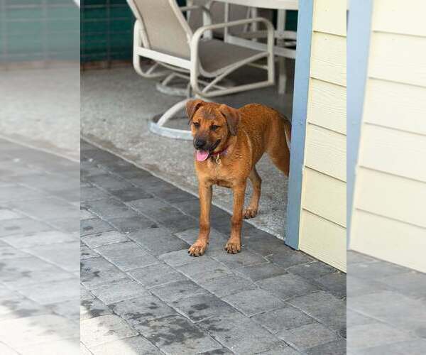 Medium Photo #4 Labrador Retriever-Unknown Mix Puppy For Sale in Elmsford, NY, USA