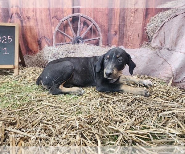 Medium Photo #5 Catahoula Leopard Dog Puppy For Sale in CUMBY, TX, USA
