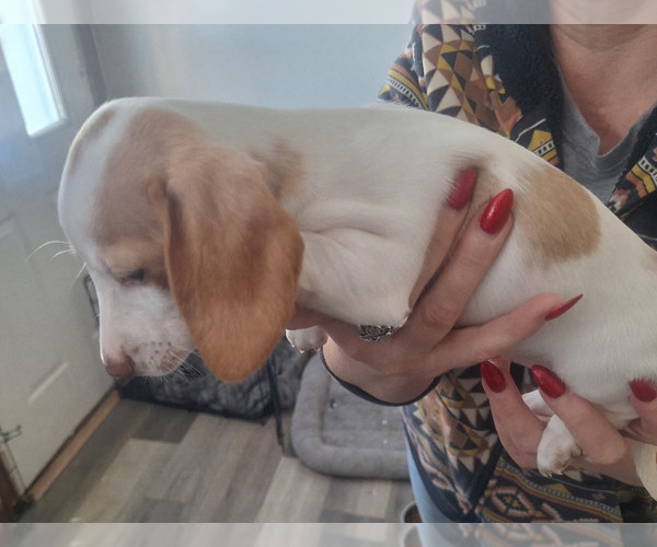 Medium Photo #5 Dachshund Puppy For Sale in DALTON, MN, USA