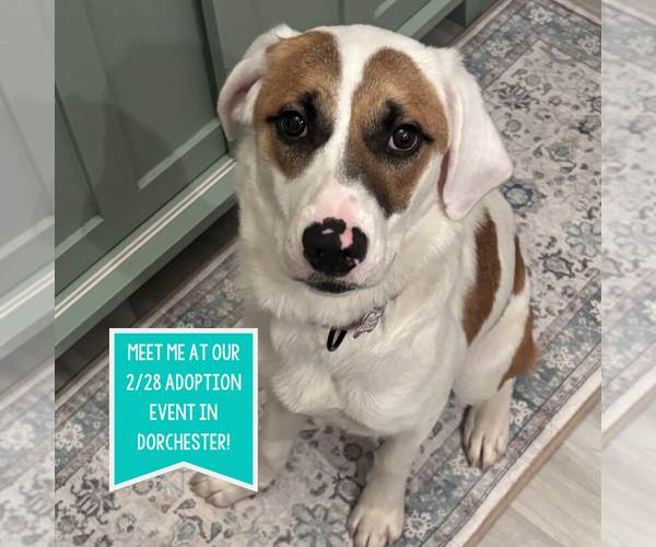 Medium Photo #9 Mutt Puppy For Sale in Boston, MA, USA