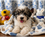 Small #20 Morkie