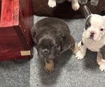 Small Photo #13 French Bulldog Puppy For Sale in HELENA, MT, USA
