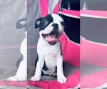 Small Photo #4 Boston Terrier Puppy For Sale in PIKEVILLE, NC, USA