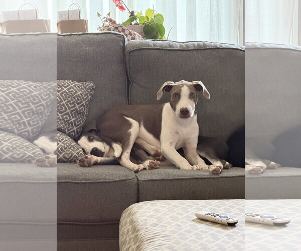 Medium Photo #18 Doberman Pinscher-Unknown Mix Puppy For Sale in Virginia Beach, VA, USA
