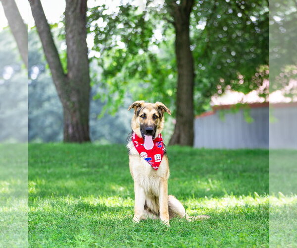 Medium Photo #2 German Shepherd Dog-Unknown Mix Puppy For Sale in Unionville, PA, USA