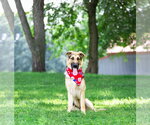 Small #1 German Shepherd Dog Mix