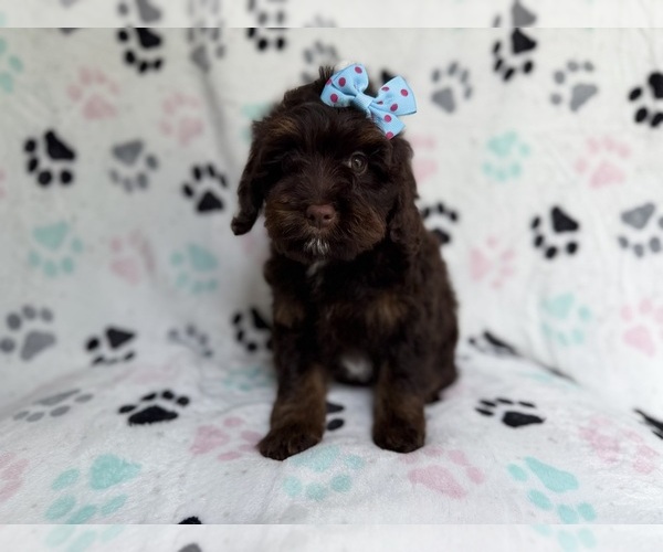 Medium Photo #3 Cock-A-Poo Puppy For Sale in LAKELAND, FL, USA