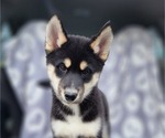 Small Photo #1 Siberian Husky Puppy For Sale in FORT PLAIN, NY, USA