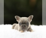 Small #1 French Bulldog