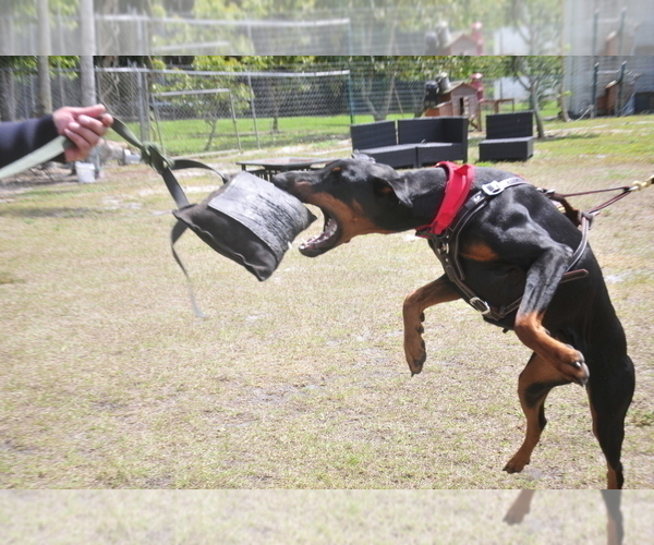 Medium Photo #13 Doberman Pinscher Puppy For Sale in FORT LAUDERDALE, FL, USA