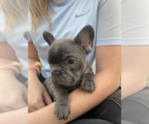 French Bulldog Puppy for sale in FRONT ROYAL, VA, USA