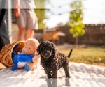 Puppy Houdini Goldendoodle-Poodle (Standard) Mix