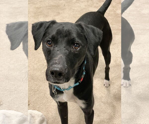 Medium Photo #1 Labrador Retriever-Unknown Mix Puppy For Sale in Sandy, UT, USA
