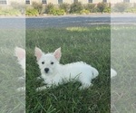 Small #3 West Highland White Terrier