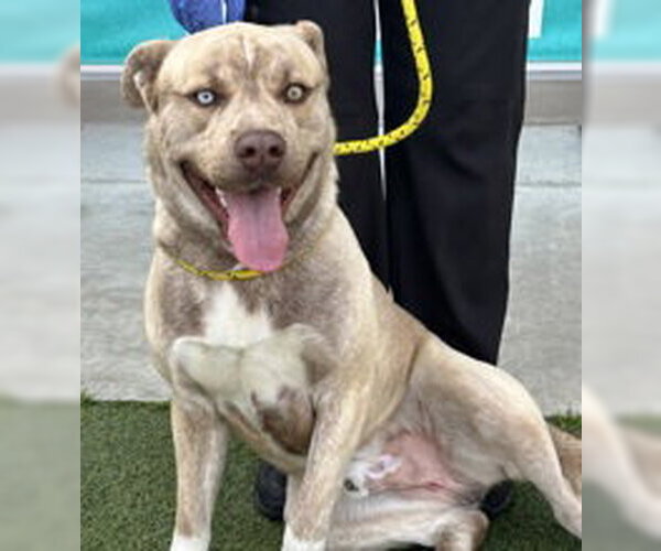 Medium Photo #1 Siberian Husky Puppy For Sale in Salinas, CA, USA