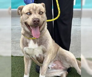 Siberian Husky Dogs for adoption in Salinas, CA, USA