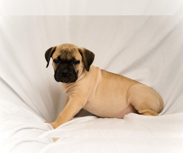 Medium Photo #2 Presa Canario Puppy For Sale in CHICAGO, IL, USA