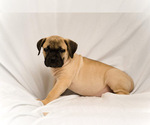 Small Photo #2 Presa Canario Puppy For Sale in CHICAGO, IL, USA