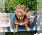 Small Photo #1 Bulldog Puppy For Sale in PASCO, WA, USA