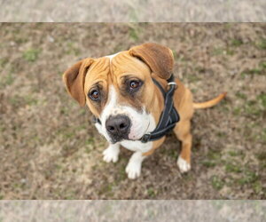 Winnie (The boxer) - Female Boxer-Unknown Mix Dog for Adoption - Photo #8