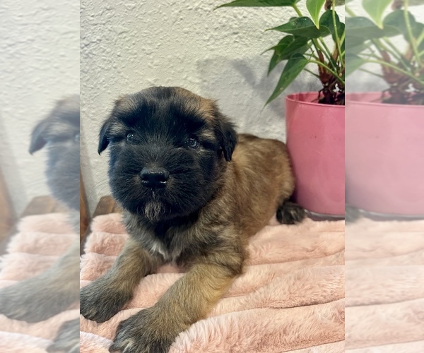 Medium Photo #2 Soft Coated Wheaten Terrier Puppy For Sale in DOSS, MO, USA
