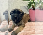 Small #1 Soft Coated Wheaten Terrier