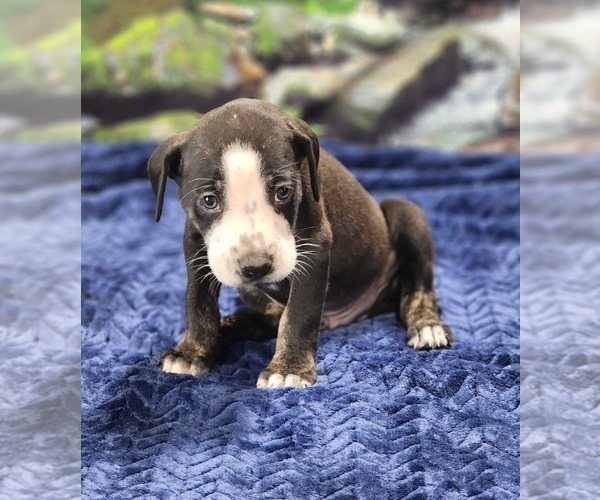 Medium Photo #28 Catahoula Leopard Dog Puppy For Sale in CUMBY, TX, USA