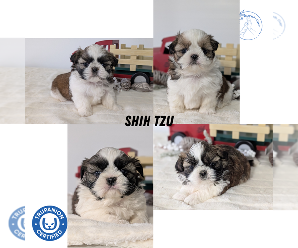 Medium Photo #24 Shih Tzu Puppy For Sale in GOSHEN, IN, USA