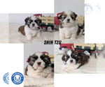 Small Photo #24 Shih Tzu Puppy For Sale in GOSHEN, IN, USA