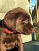Small Photo #10 Labrador Retriever Puppy For Sale in EATONVILLE, WA, USA