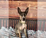 Small Photo #8 Australian Shepherd-German Shepherd Dog Mix Puppy For Sale in Techny, IL, USA
