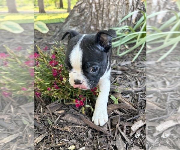 Medium Photo #3 Boston Terrier Puppy For Sale in FREDONIA, KS, USA
