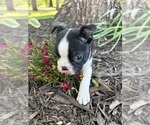 Small #2 Boston Terrier